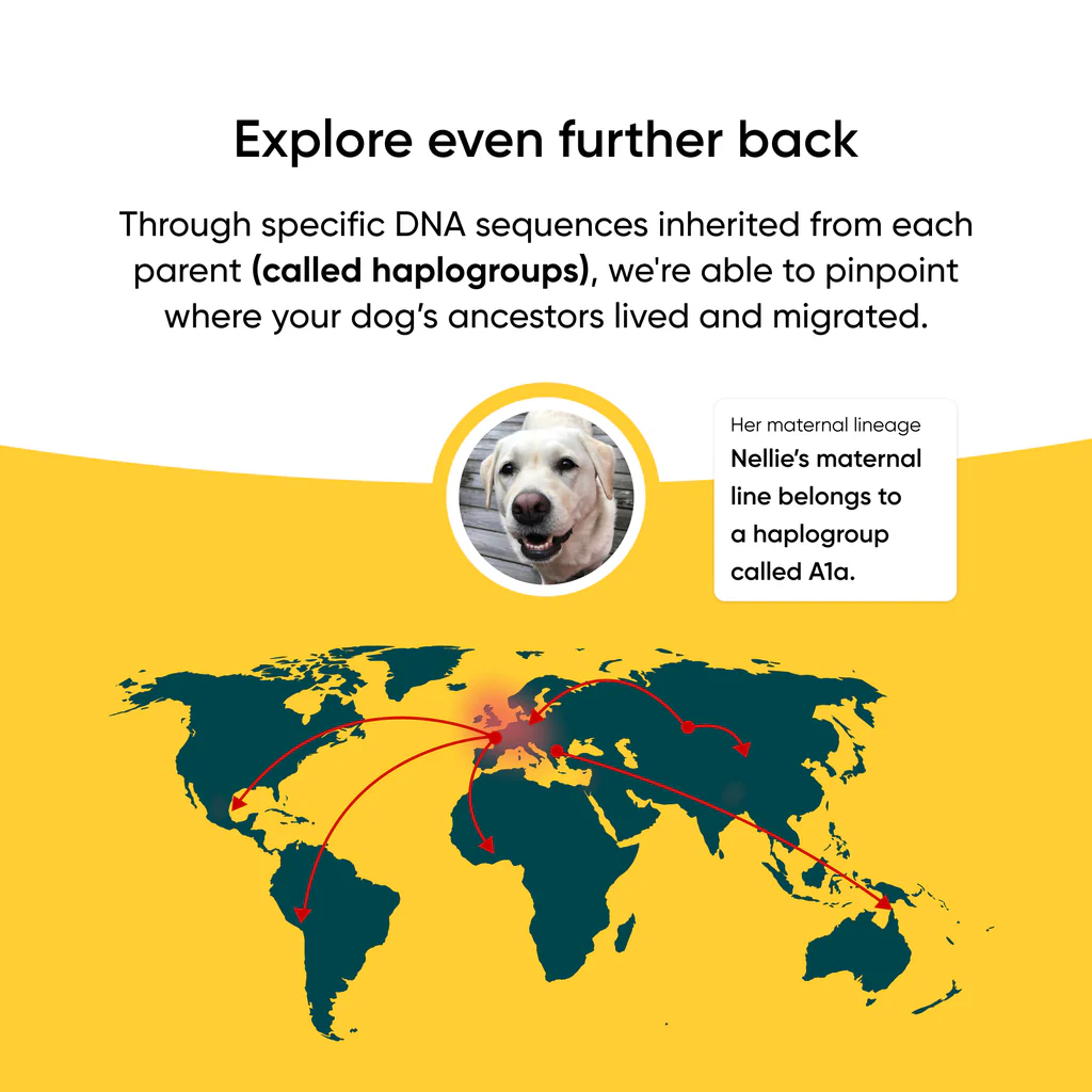 Embark Dog DNA Test